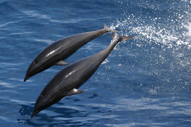 Two northern right whale dolphins diving into dark blue water.