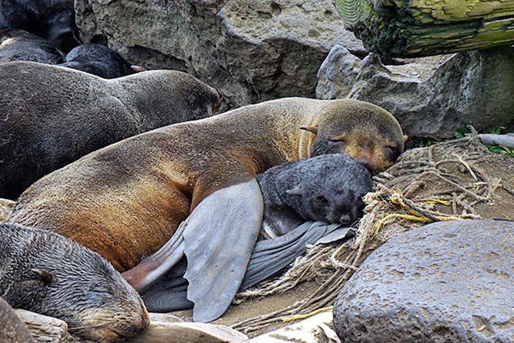 Adult seal laying with baby seal in rookery