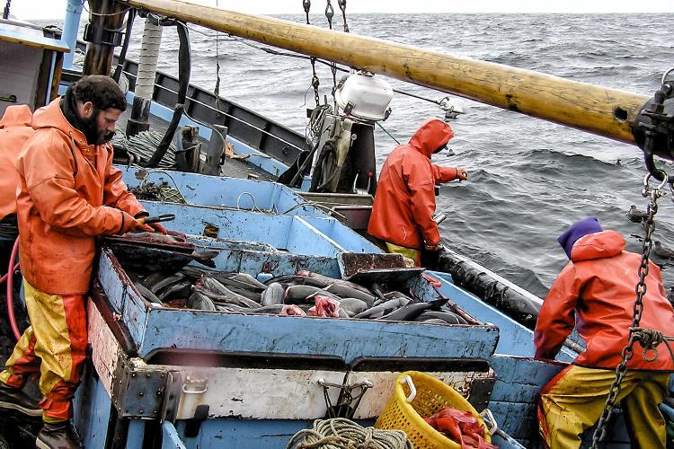 Alaska Fisheries observers working on a boat