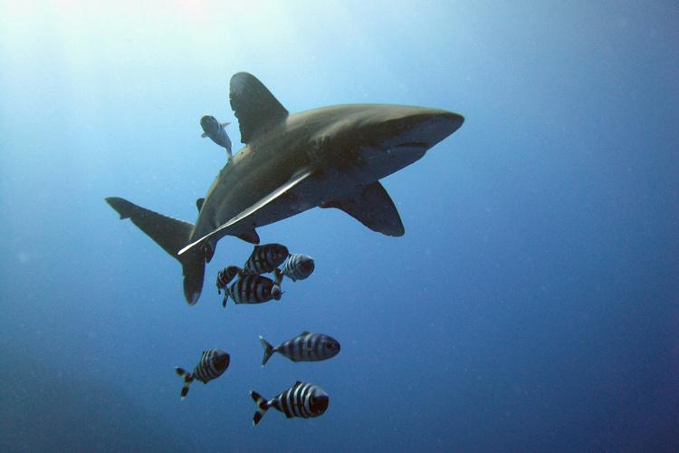oceanic_whitetip_shark.jpg