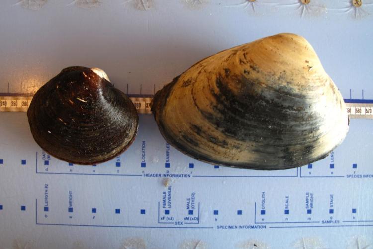 Surfclam and ocean quahog on measuring board. 