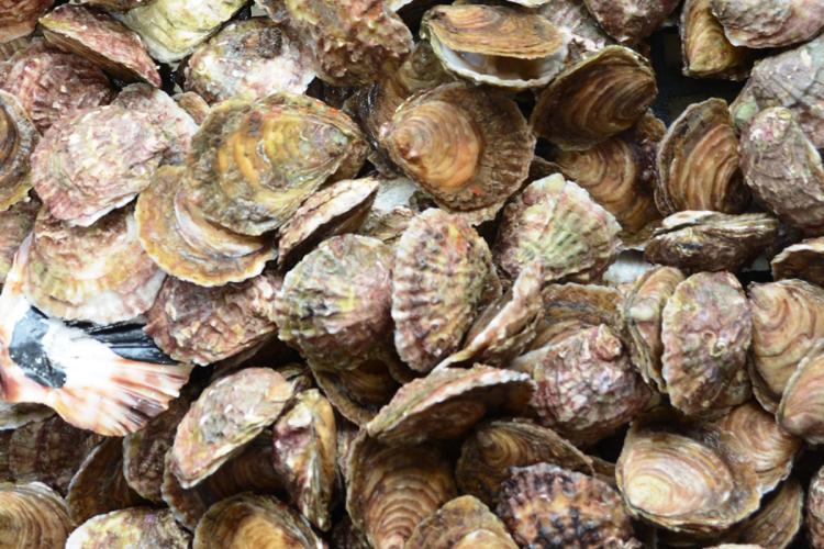 Collection of oysters, various sizes and colors.