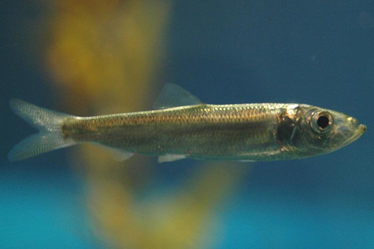 pacific-herring-osaka-aika-aquarium-CC.jpg