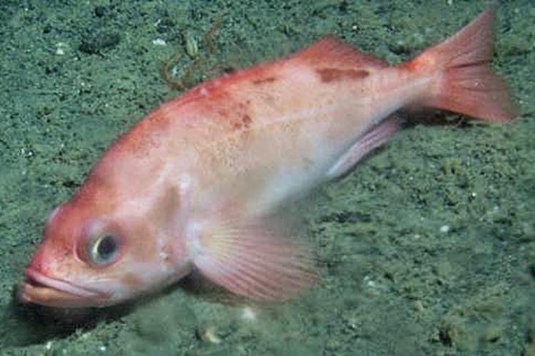 Orange fish swimming at bottom of ocean