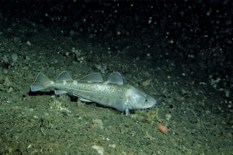 Large gray fish swimming at the bottom of the seafloor