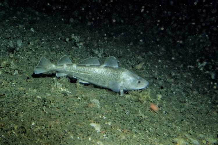 Pacific cod fish with grayish-brown coloring and patterning on its side resting on the ocean floor. 
