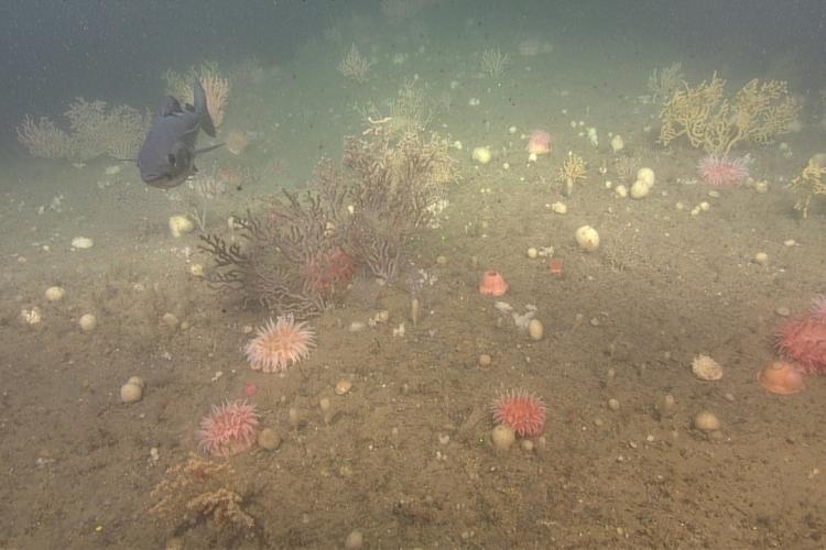 paramuricea and pollock-jordan-basin.jpg