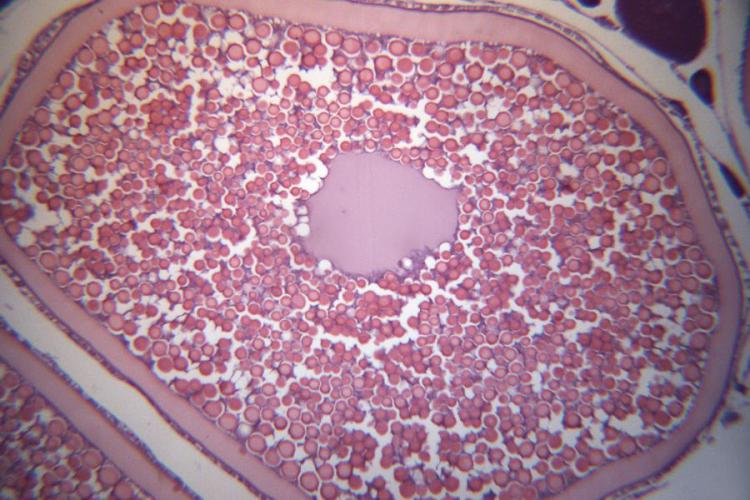 Pacific cod sample under a microscope