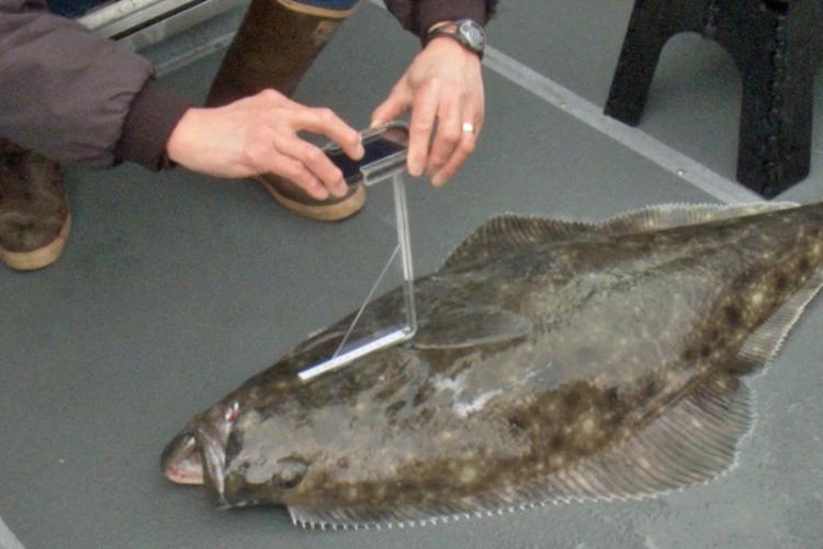 PHOTO-Halibut_Head-02182016-750x500.jpg