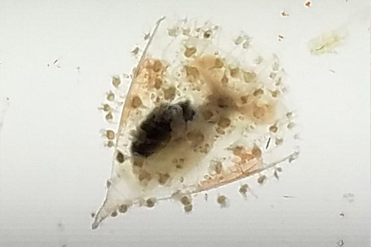 Planktonic-thumb.jpg