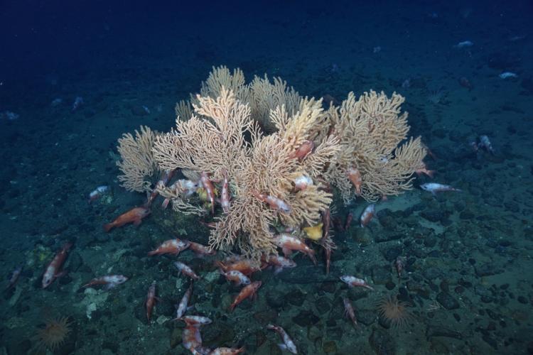 Redfish swimming near and in primnoa coral.