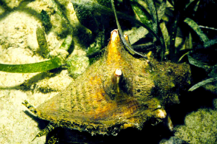 Queen Conch, Photo Credit, NOAA.png