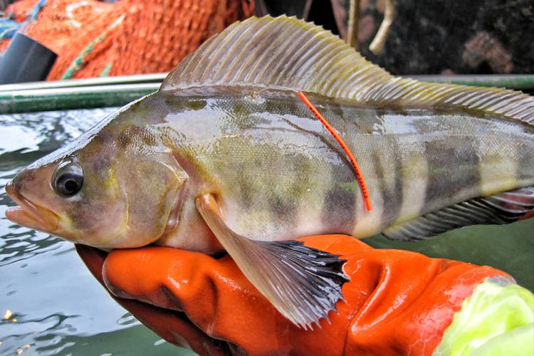 Greenish yellow fish being held by an orange gloved hand 