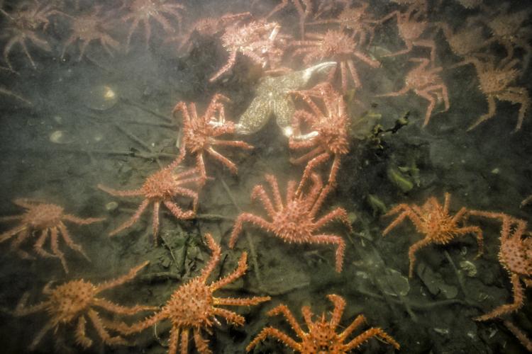 red king crab 1retouched.jpg