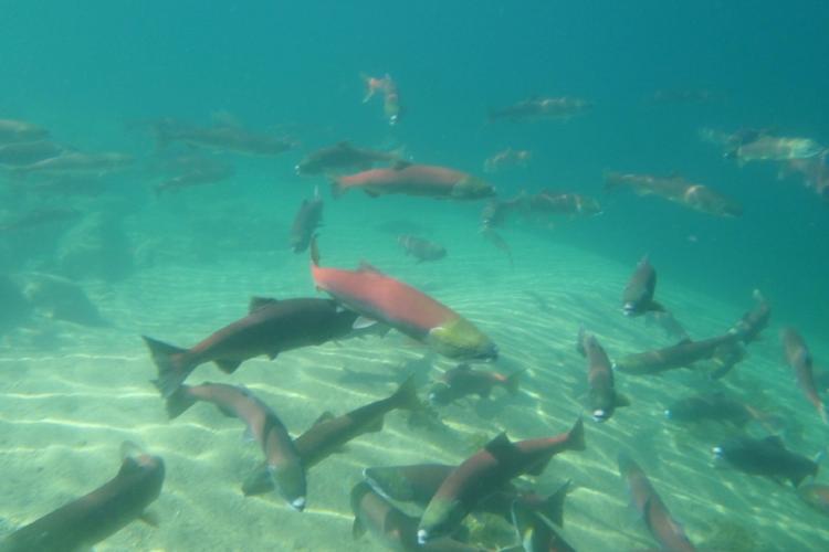 redfish lake sockeye salmon .jpg