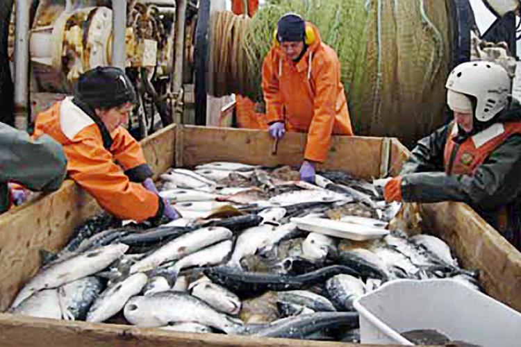 Researchers in orange suits looking through a crate of fish
