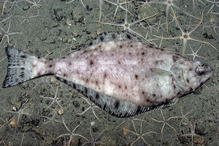 Flatfish with spots on seafloor around sea stars