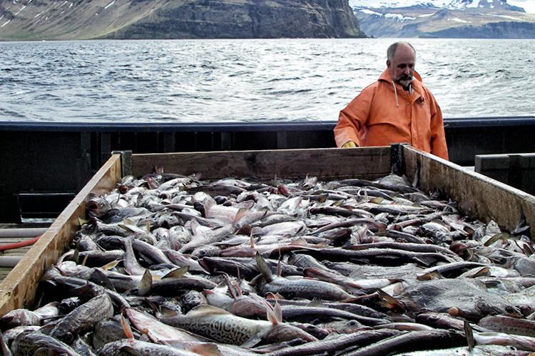 Man in orange suit in front of a bin of caught fish, water and hills in background. 