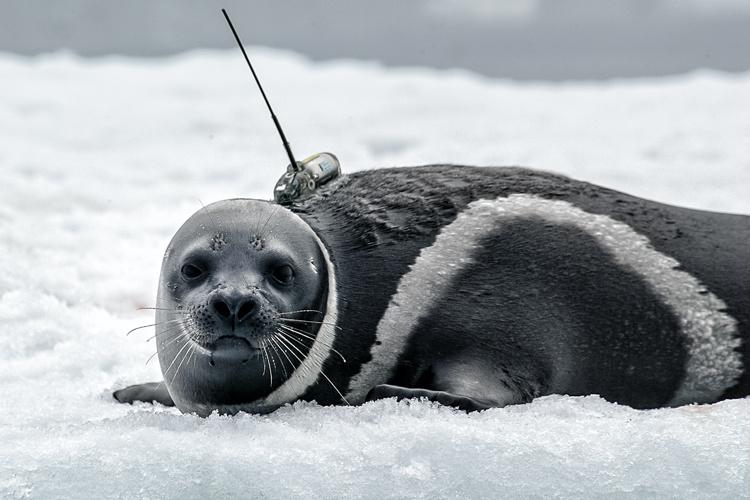 Seal laying on ice with a tracker on its back