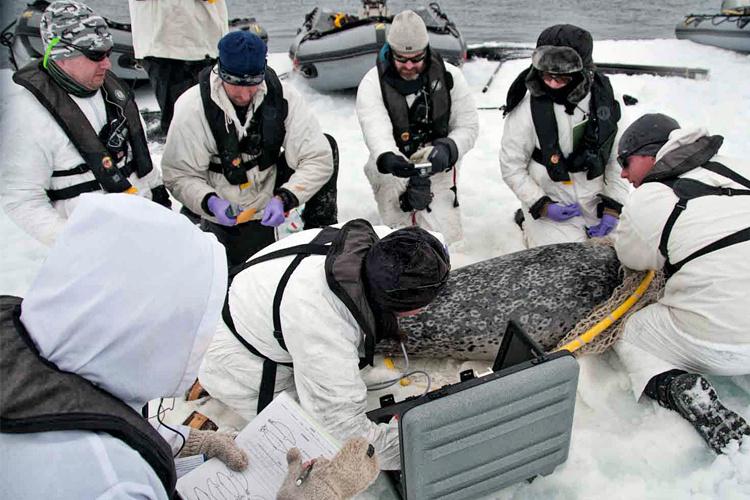 Group of scientists in white suits tagging a seal