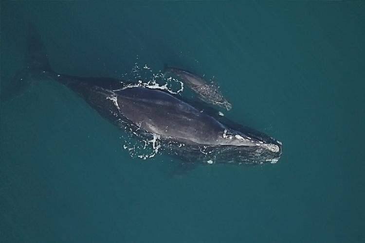RightWhale-thumb.jpg