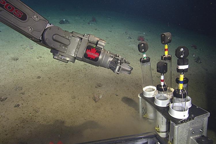 Robotic arm placing samples into tray near the bottom of ocean.