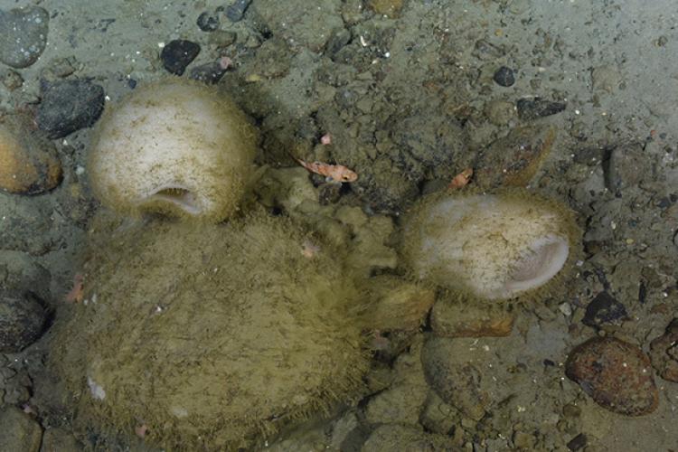 Russian hat sponges on sea floor.