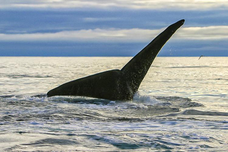 Whale's tail poking out of the water