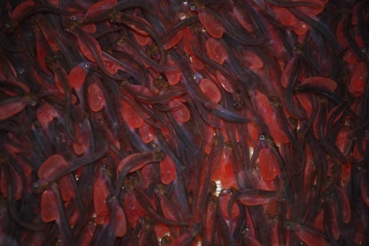 salmon red alevins