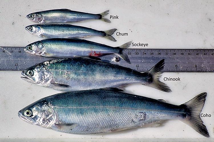 Types of salmon are shown side by side to compare their relative size