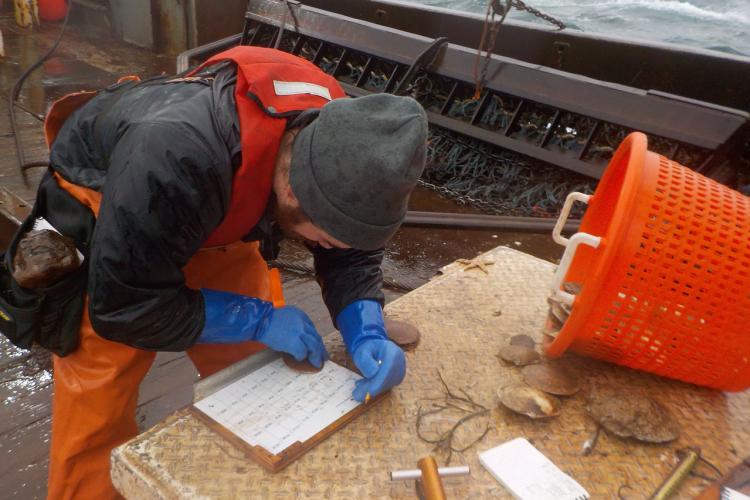 Observer measuring scallop shells, measuring board, and orange basket.