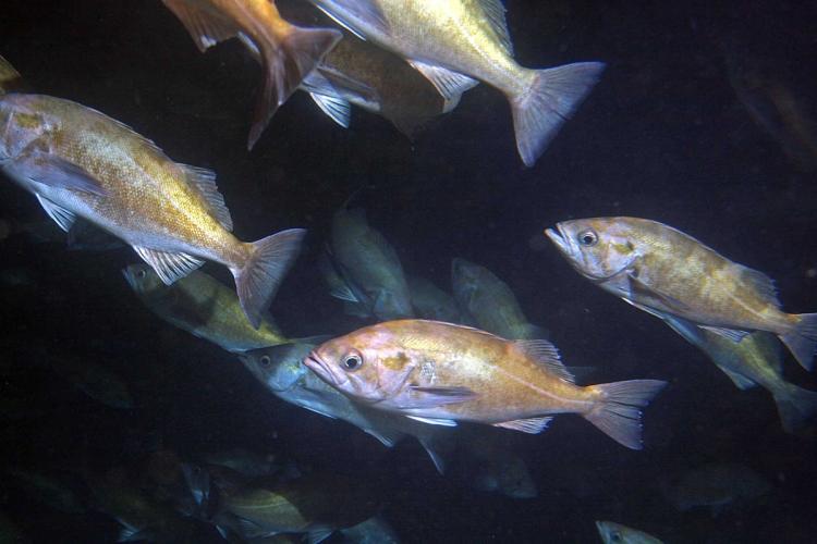 A school of widow rockfish swimming in dark waters with a black background.