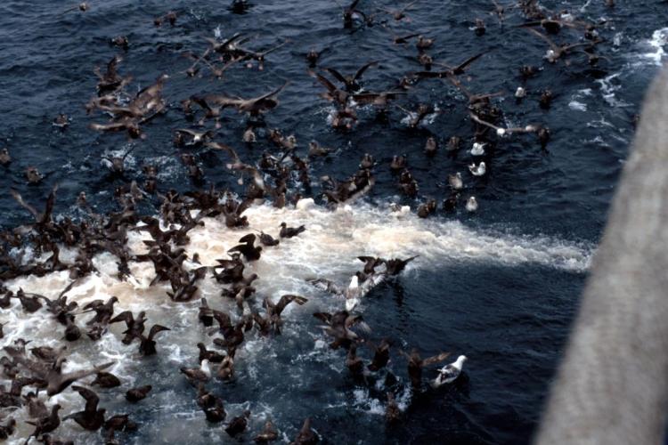 seabirds congregating on offal from fishing vessel
