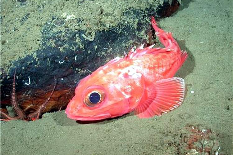 A bright red, big-headed shortspine thornyhead fish lies on sandy ocean floor.