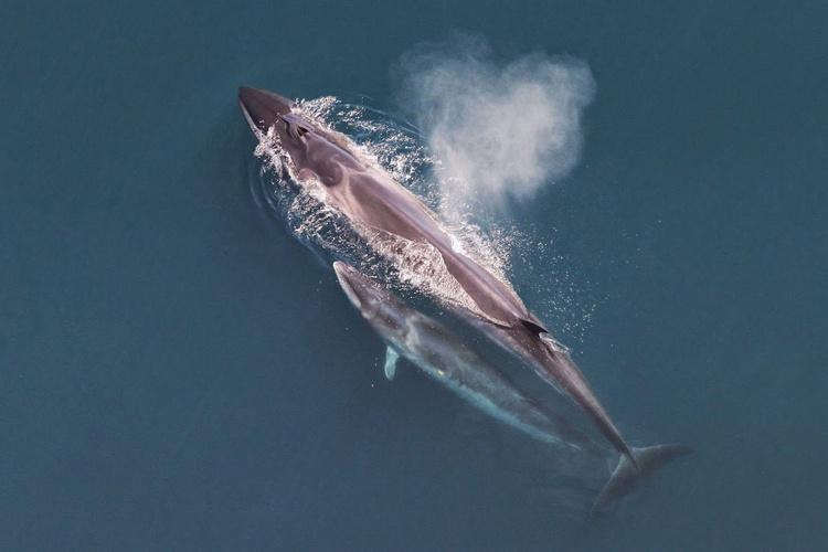 sei-whale.jpg