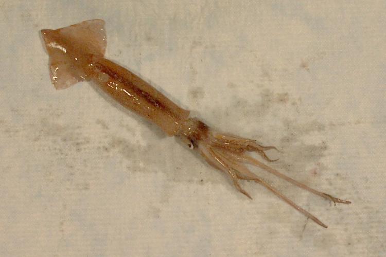 A wet, orange and brown shortfin squid placed on a white paper towel.