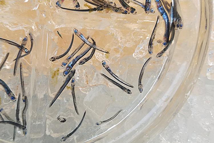 Sablefish larvae swimming in a lab tank