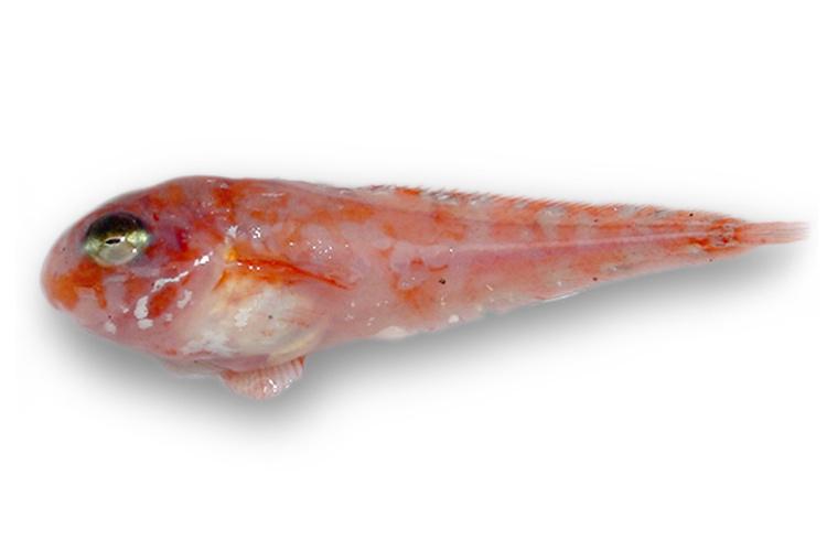 Polka-dotted snailfish against a white background