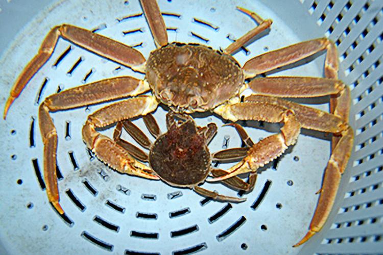 Photograph looking down at a larger orange-red Alaska snow crab with a smaller dark red brown crab in a plastic white basket.