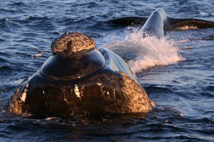 Front-view close-up of a Southern right whale coming out of the water with its tail visible in the background.