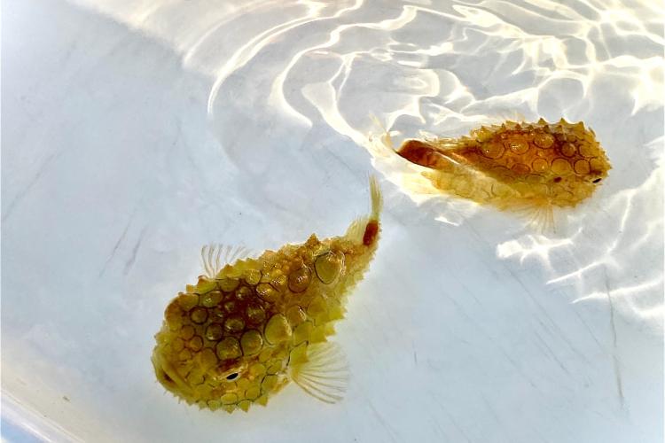 Spiny-lumpsuckers_saved_for-the_TSMRI_aquarium_Andy-Gray.jpg