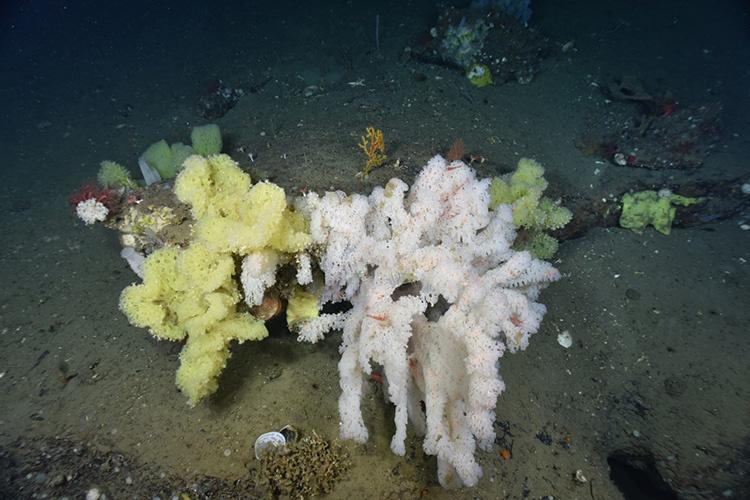 Yellow and white sponges on the sea floor.