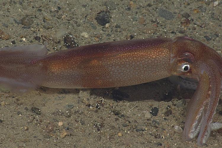 Squid resting on gravel bottom,  brown in color, white and black eye visible.
