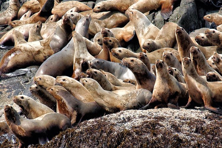 Group of sea lions 