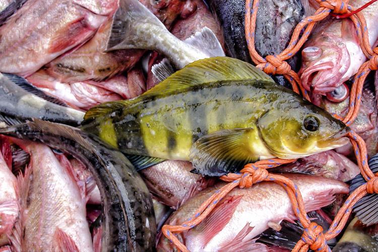 Group of fish after being caught 