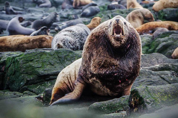 Steller_Sea_Lion_nmmlweb-steller-lrg-10 - retouched.jpg