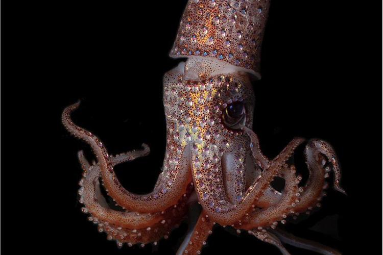 Strawberry Squid And More From The Ocean Twilight Zone | NOAA Fisheries Strawberry Squid And More From The Ocean Twilight Zone | NOAA Fisheries