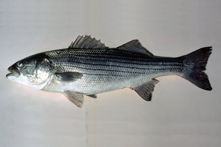 Silver and black-striped Atlantic striped bass fish placed on a white table.