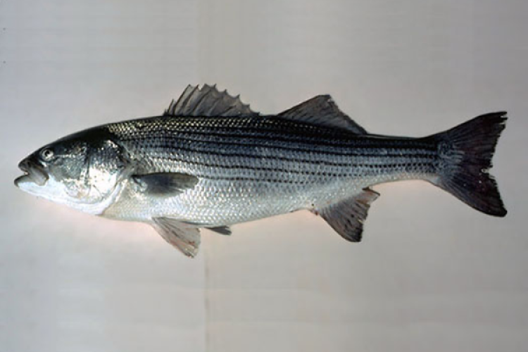 Largemouth Bass: Species Information: Fisheries: Fish & Wildlife