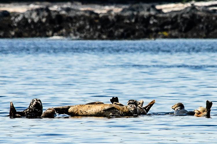 Group of harbor seals swimming near shore. 